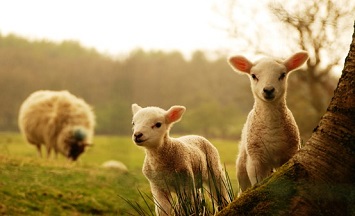 farm_lambs.jpg
